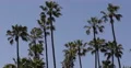 Palm Trees Luxury Travel Tropical Exotic Destinations Establishing Shot Vacation 4k or 4k+ Resolution
