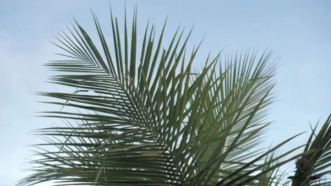 Palm trees making slowmotion moves on blue sky background Stock Footage 168853892