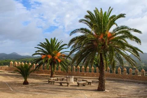 Palm trees on Mallorca Stock Photos