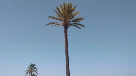 Palm trees in Marrakech Stock Footage 117484295