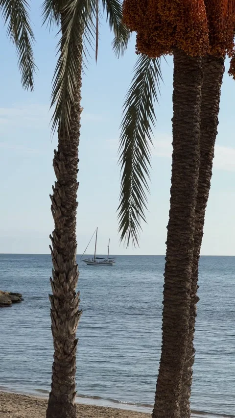 Palm trees with Mediterranean Sea view and a sailing boat in Alicante Stock Footage 294821332