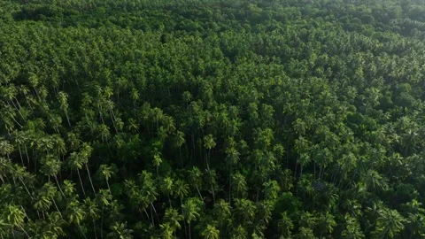 Palm Trees in Mentawai Vídeos de archivo 296476793