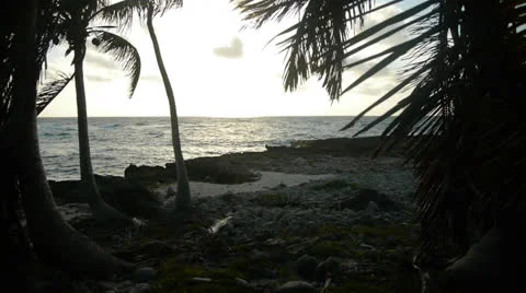 Palm trees on Mexican beach Vídeo Stock 22838154