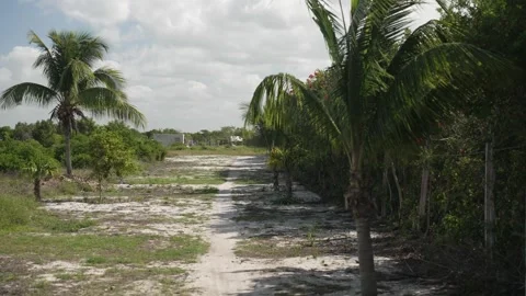 PALM TREES IN MEXICO BEACH Stock Footage 300052761