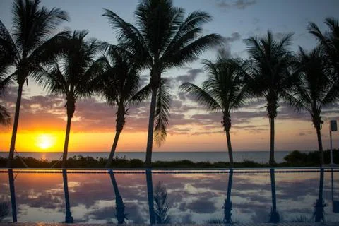 Palm trees in Mexico Stock Photos