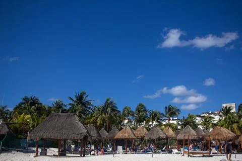 Palm trees in Mexico Stock Photos