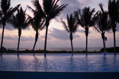 Palm trees in Mexico Stock Photos