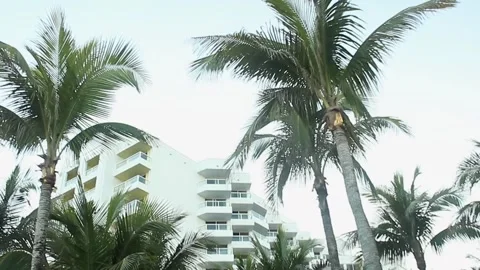 Palm trees of Miami Beach Stock Footage 257980980