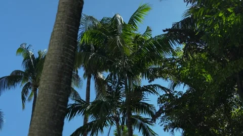 Palm Trees in Miami Beach 動画素材 272152634