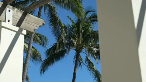 Palm Trees in Miami Beach 動画素材 272152644