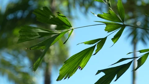 Palm Trees in Miami Beach 動画素材 272152647