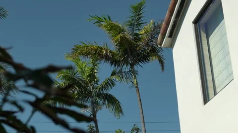 Palm Trees in Miami Beach 動画素材 272152736