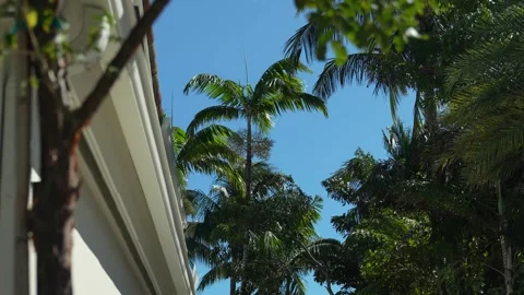 Palm Trees in Miami Beach 動画素材 272152747