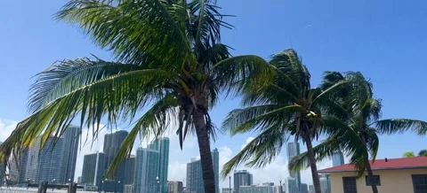 Palm Trees Miami Stock-Footage 203330480