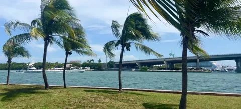 Palm Trees in Miami Stock-Footage 203331022