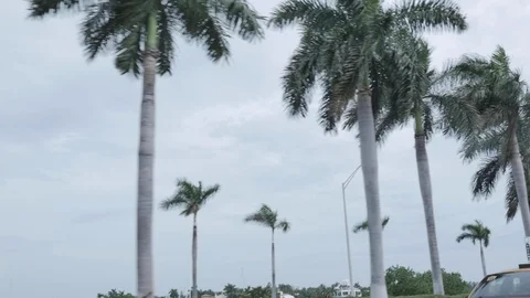 Palm trees on Miami Highway during the day with a cloudy sky in the background. Stock Footage 110768894