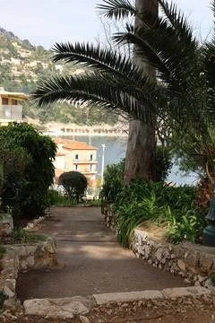 Palm trees in the Monaco Stock Photos