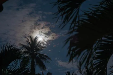 Palm trees in the moonlight Stock Photos