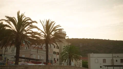 Palm trees in the morning Stock Footage 201165238