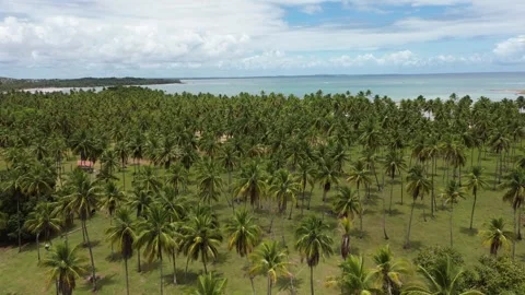 Palm trees in Morro de São Paulo, Bahia, Brazil Stock Footage 309557369