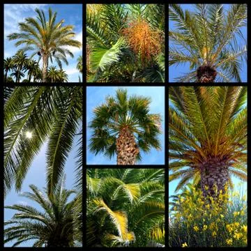 Palm trees mosaic Stock Illustration