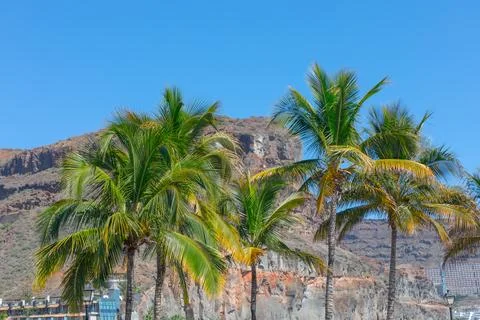 Palm Trees with Mountain Backdrop Stock Photos