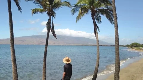 Palm Trees With Mountain Maui, Hawaii Stock Footage