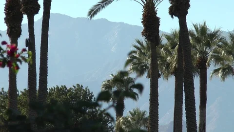Palm Trees with Mountains in the Background 스톡 동영상 82589577