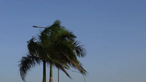 Palm trees move in strong winds Stock Footage 279760560