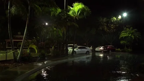 Palm trees moved by a soft wind during the night in Florida, United States Stock Footage 81534795