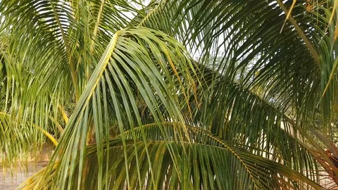 Palm trees moving because of wind Stock Footage 128938014