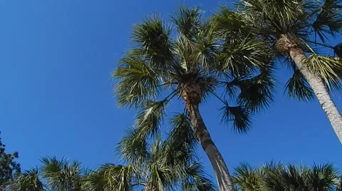 Palm trees moving in breeze Vídeos de archivo 45197901