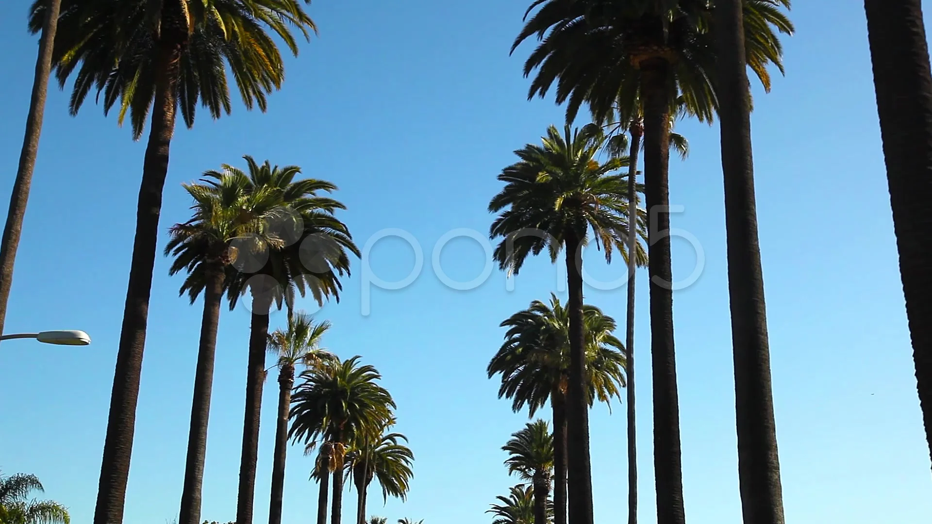 Rodeo Drive - Palm trees wrapped in glowing lights, on a cool