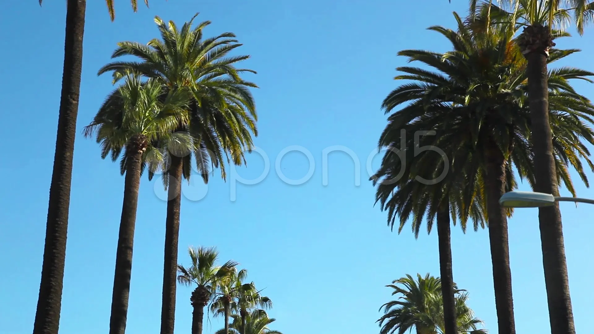 Palm Trees From A Moving Car On Rodeo Drive In Beverly Hills Palm Trees From A Moving Car On Rodeo Drive In Beverly Hills California Hi Res 29826066