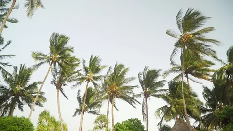 Palm trees moving in the wind against bright sky Vídeos de archivo 106405816