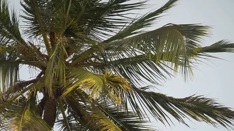 Palm Trees Moving In The Wind Against Bright Sky Video stock 107427069