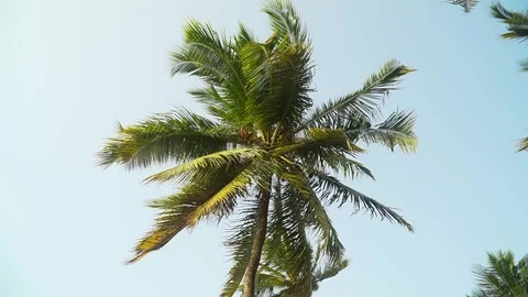 Palm Trees Moving In The Wind Against Bright Sky Stock Footage 107427090