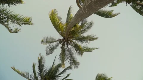 Palm Trees Moving In The Wind Against Bright Sky Stock Footage 107427181