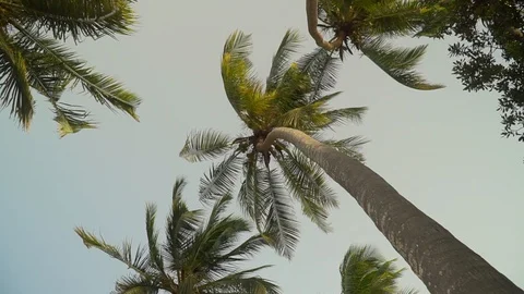 Palm Trees Moving In The Wind Against Bright Sky Stock Footage 107427321