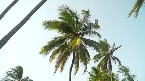 Palm Trees Moving In The Wind Against Bright Sky Stock Footage 107427391