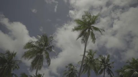 Palm trees moving  in the wind and clouds are passing at a maldivian beach Stock Footage 74696898