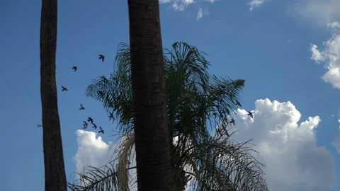 Palm trees moving by the wind. Birds flying Stock Footage 130193450