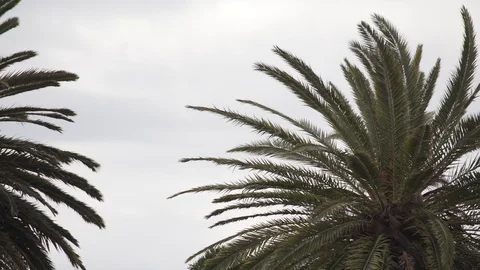 Palm trees moving in the wind Video stock 106592725