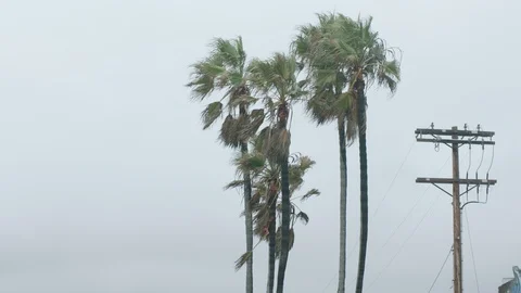 Palm trees moving in the wind Stock Footage 106628242