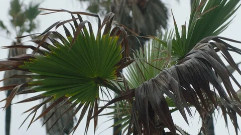 Palm trees moving in the wind Stock Footage 106628679
