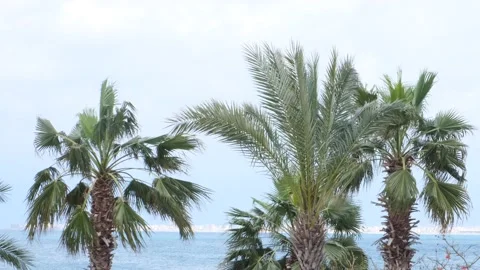 Palm trees moving with wind in front of the ocean Stock Footage 238534380