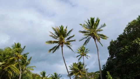 Palm trees moving in the wind on a sunny day. Stock Footage 280058525