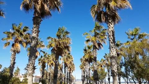 Palm trees moving with the wind. View from bottom to top Stock Footage 100399727