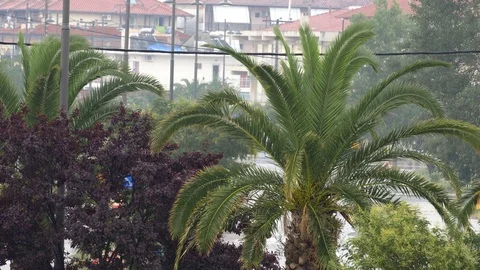 Palm trees moving on the wind while raining, thunderstorm on the way Stock Footage 100198463