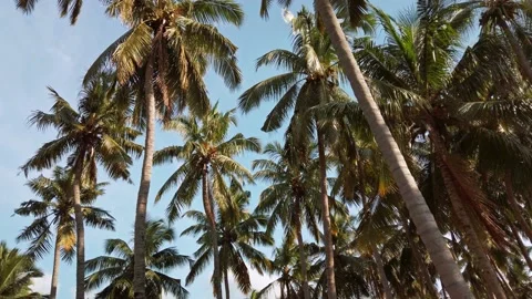 Palm trees in Nagercoil, India. Stock Footage 142944077